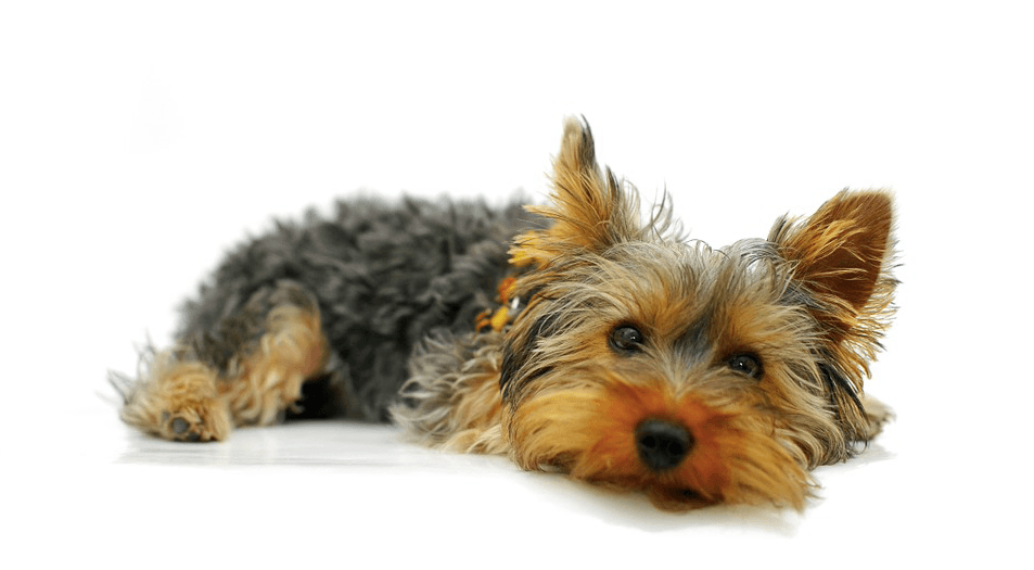 Enfermedades del YorkShire Terrier