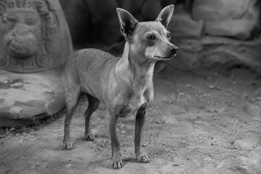 caracteristicas del chihuahua