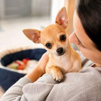 adopcion de chihuahua