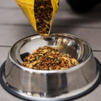 alimentacion-de-yorkshire-terrier