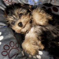 caracter-del-yorkshire-terrier