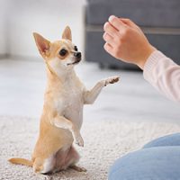 comportamiento y educacion del chihuahua