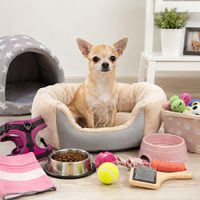 productos para chihuahua