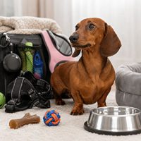 productos para perro salchicha