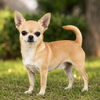 raza chihuahua