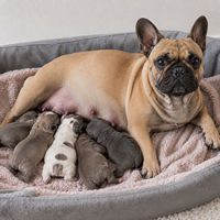 reproduccion y embarazo del bulldog frances