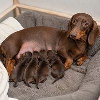 reproduccion y embarazo del perro salchicha