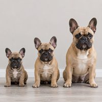 tamaño peso y crecimiento del bulldog frances