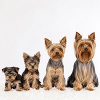 tamaño peso y crecimiento del yorkshire terrier