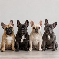 tipos de bulldog frances