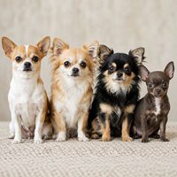 tipos de chihuahua