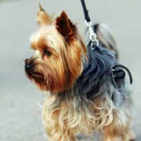 tipos-de-yorkshire-terrier