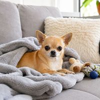 vida diaria del chihuahua